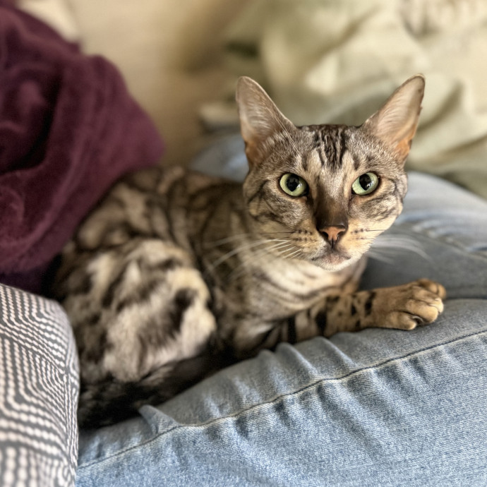 Julie's Purrfessional Cat Care