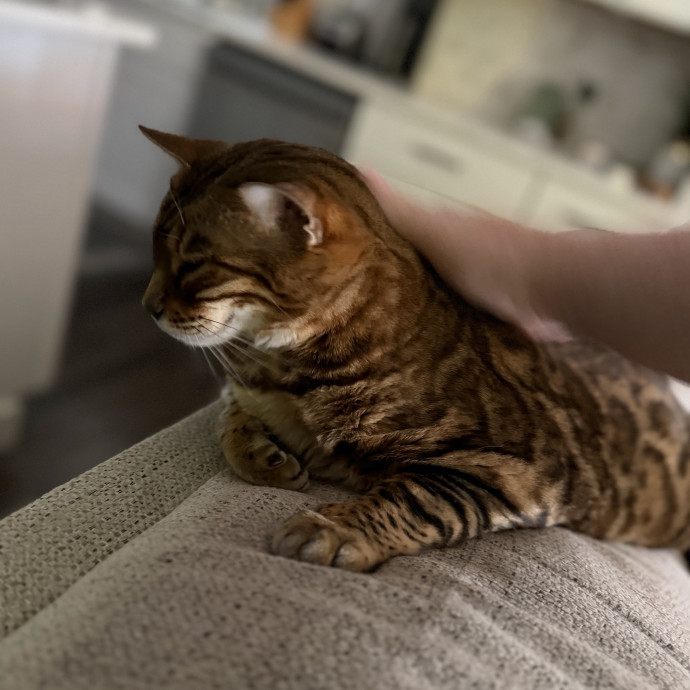 Julie's Purrfessional Cat Care photo 3