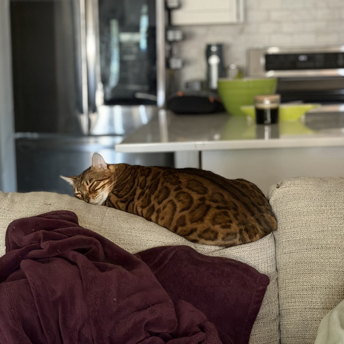 Julie's Purrfessional Cat Care photo 2