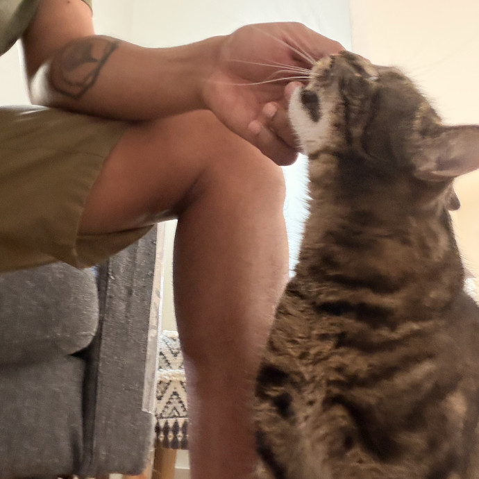 Calm Cat Companion Sitter