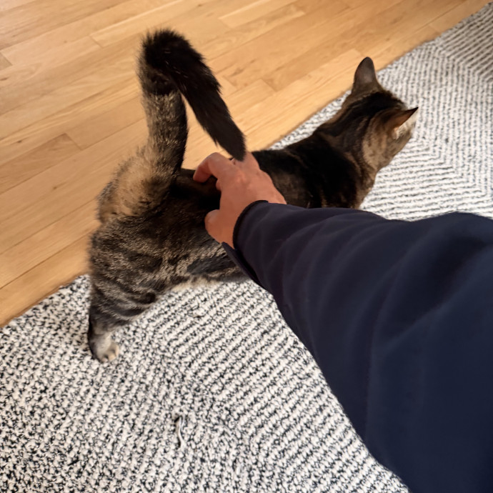 Calm Cat Companion Sitter