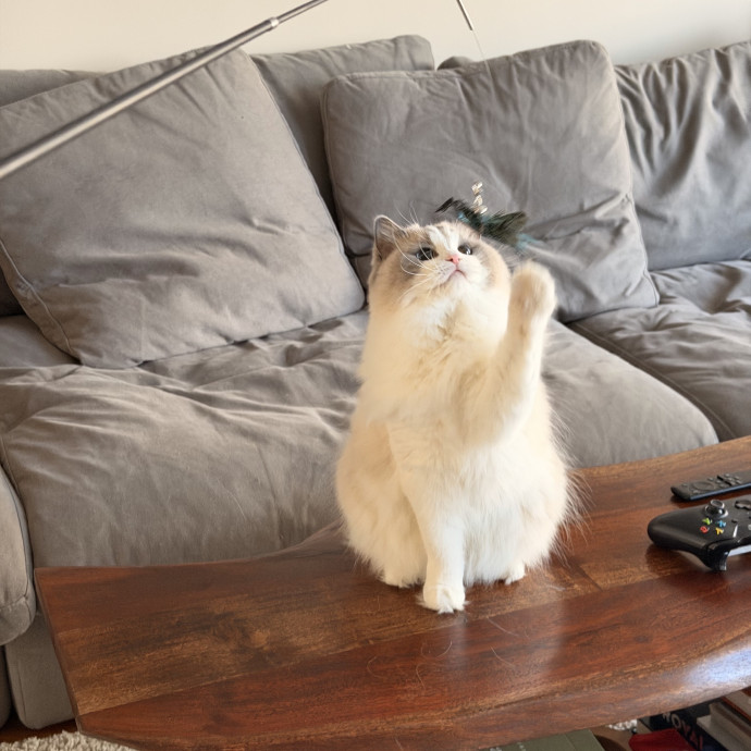 Calm Cat Companion Sitter photo 3