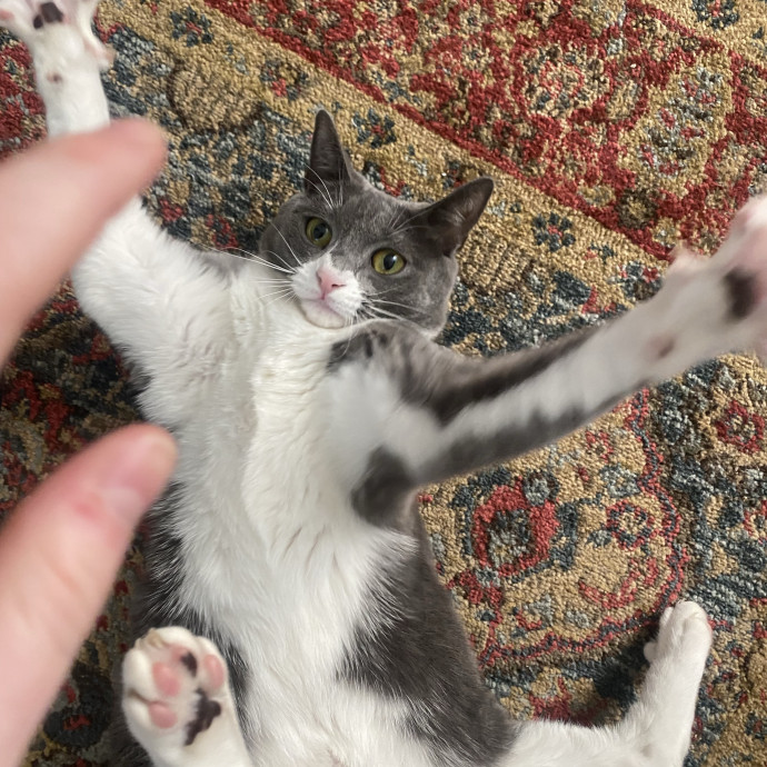 Cat Lover Cat Sitter Cat Friend