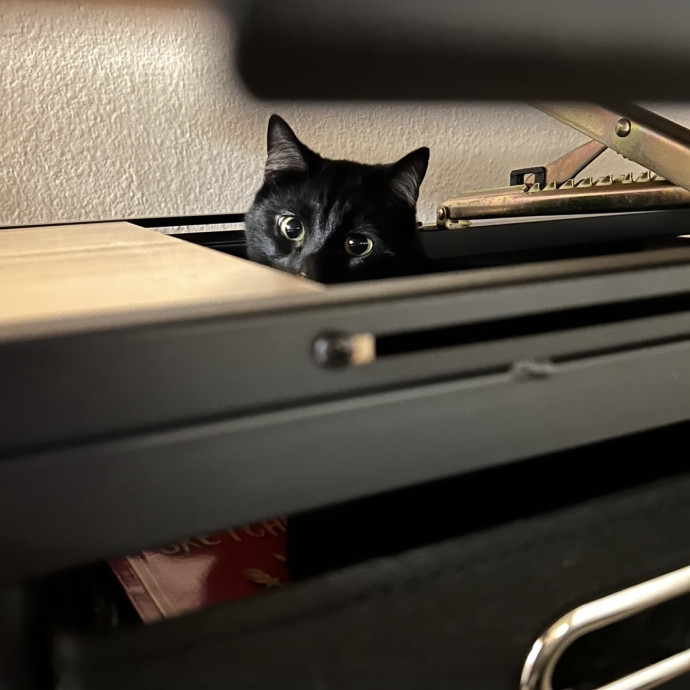 Feline Vet Tech For Your Sitter