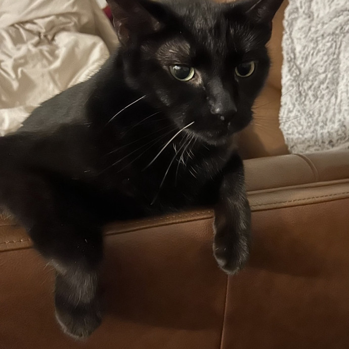 Feline Vet Tech For Your Sitter