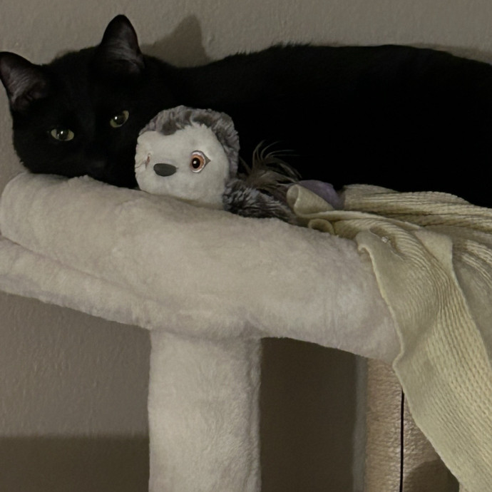 Feline Vet Tech For Your Sitter