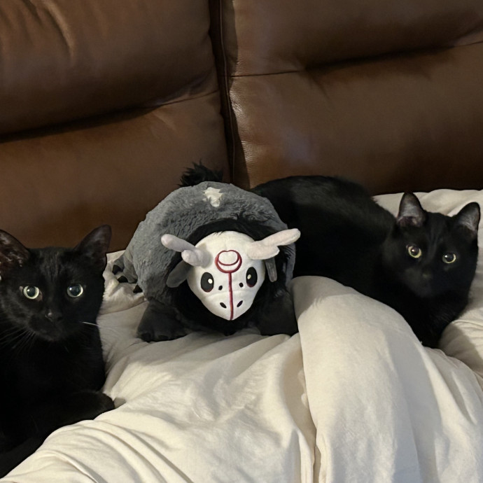 Feline Vet Tech For Your Sitter photo 3