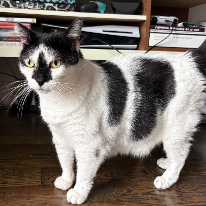 Yunray Your Friendly Astoria Cat-Sitter photo 3