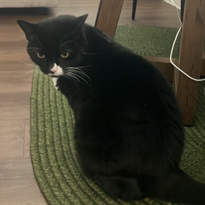 Dependable And Experienced Cat Sitter