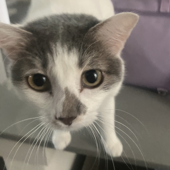 Dependable And Experienced Cat Sitter photo 3