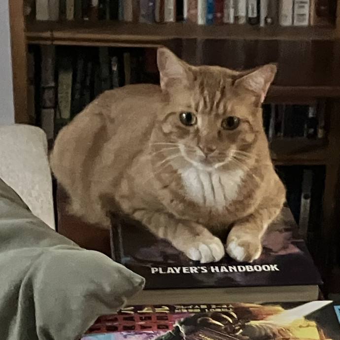 Dependable And Experienced Cat Sitter photo 2