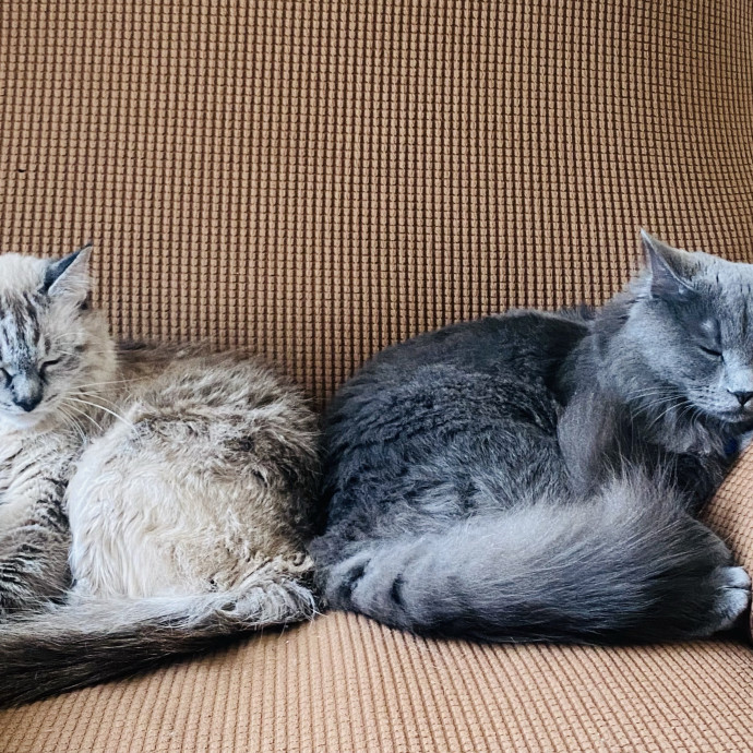Caring  Reliable Cat Sitter photo 3