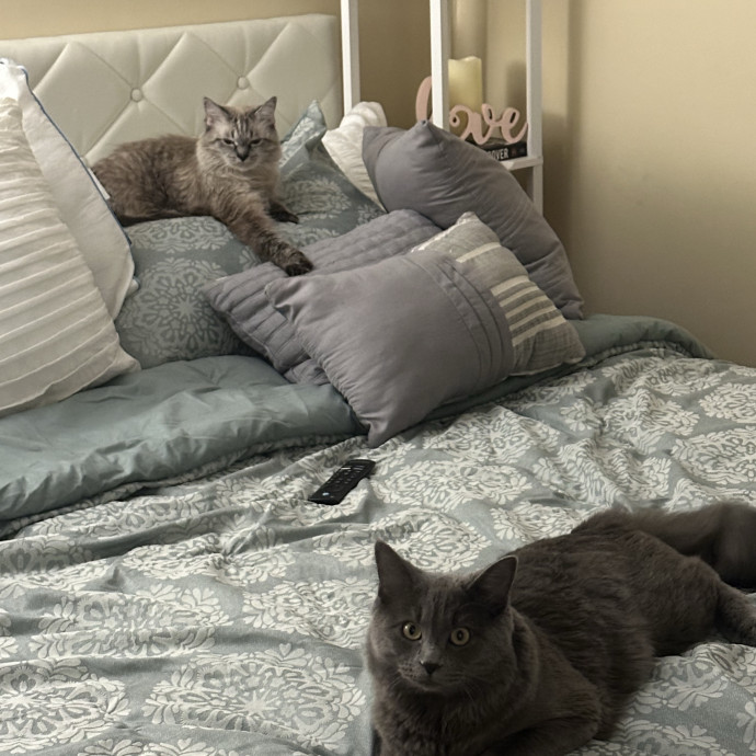 Caring  Reliable Cat Sitter photo 2