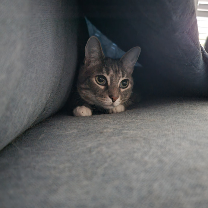 Your Cat's Staff Reporting For Duty