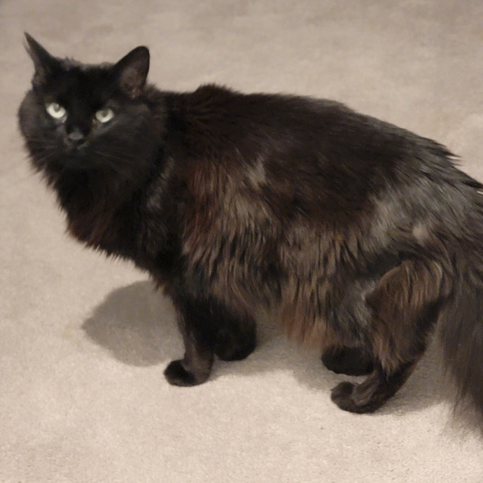 Your Cat's Staff Reporting For Duty
