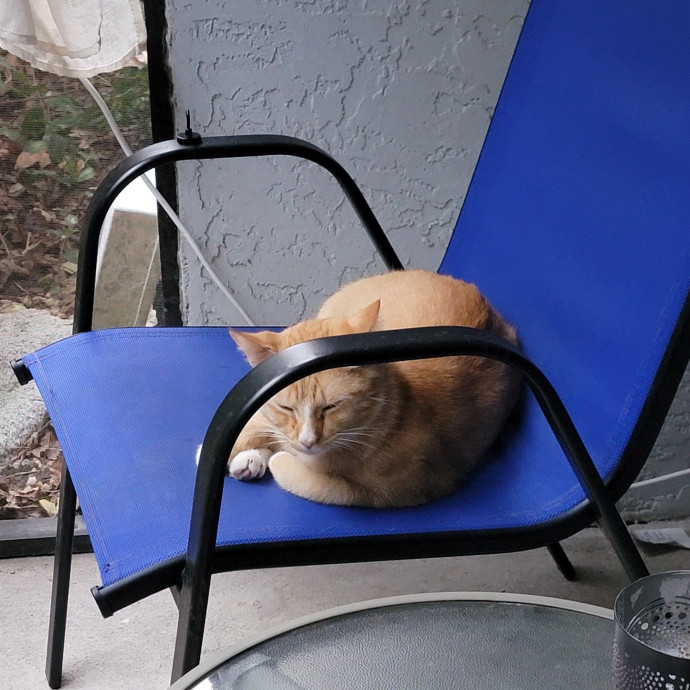 Your Cat's Staff Reporting For Duty