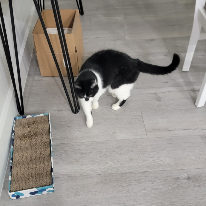Your Cat's Staff Reporting For Duty photo 2