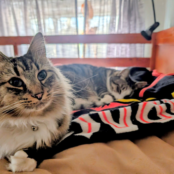 The Cat's Pajamas