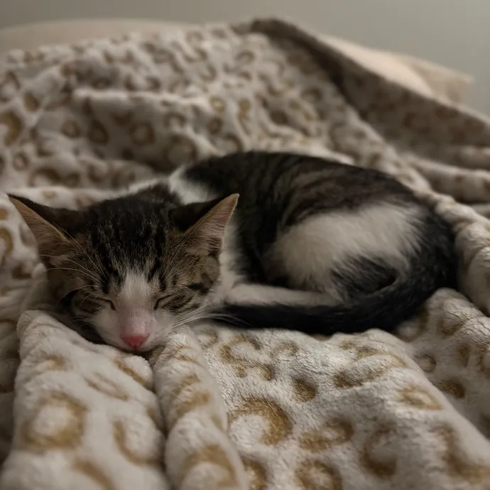 Your Cats New Best Friend
