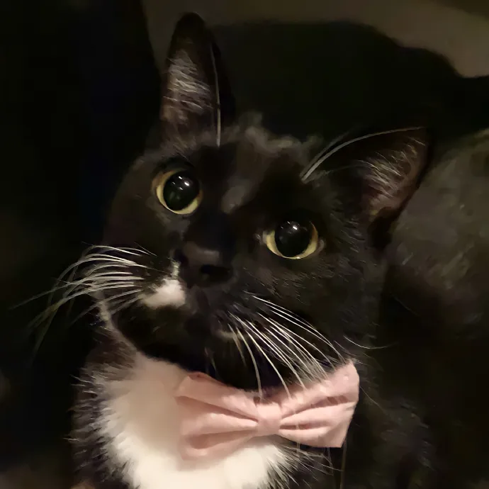 Your Cats New Best Friend