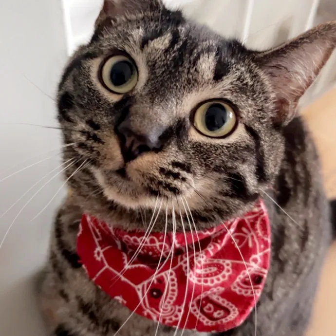Your Cats New Best Friend