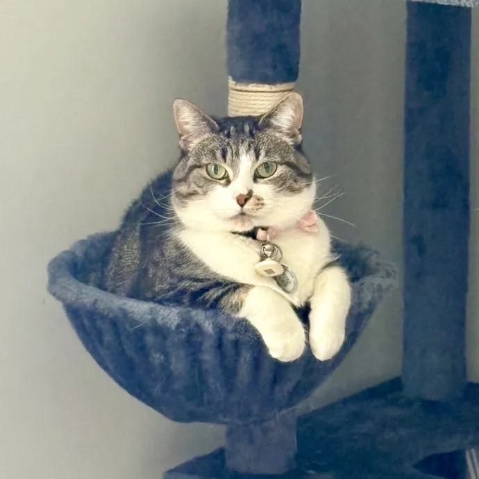Your Cats New Best Friend