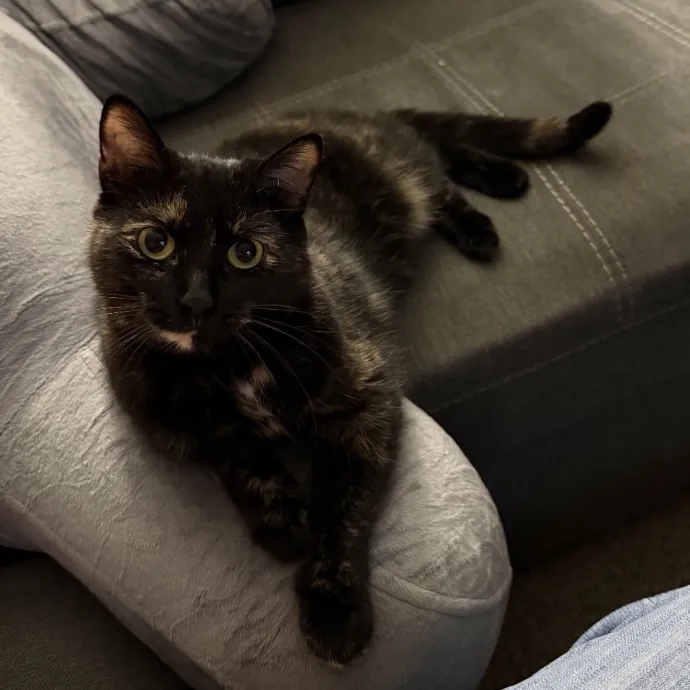 Your Cats New Best Friend