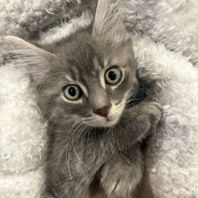 Your Cats New Best Friend