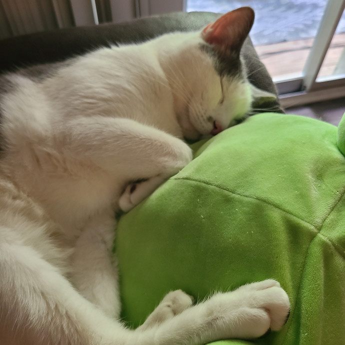 Lifelong Cat Lover Former Cat Cafe Mgr