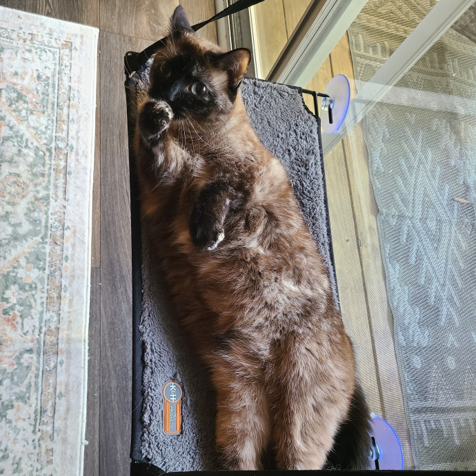 Lifelong Cat Lover Former Cat Cafe Mgr photo 3