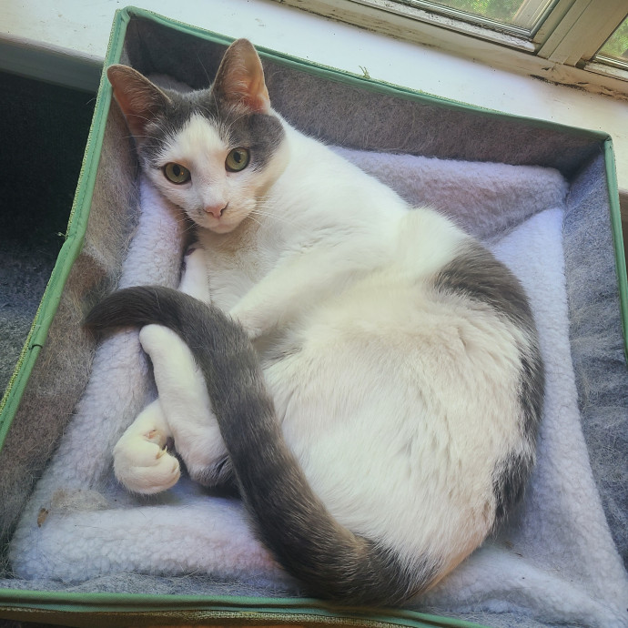 Lifelong Cat Lover Former Cat Cafe Mgr photo 2