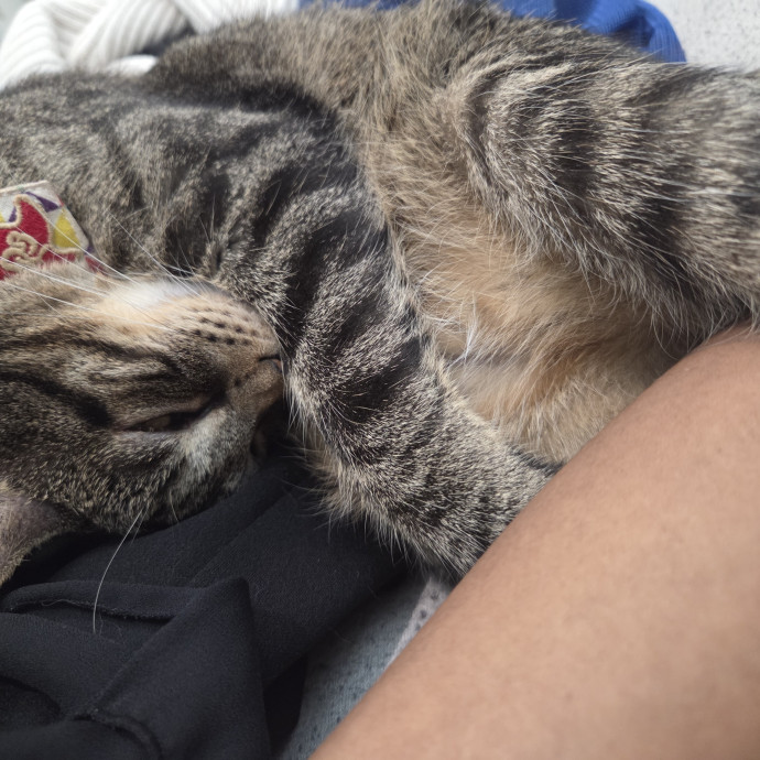 Lover Of All Cats Even Menaces
