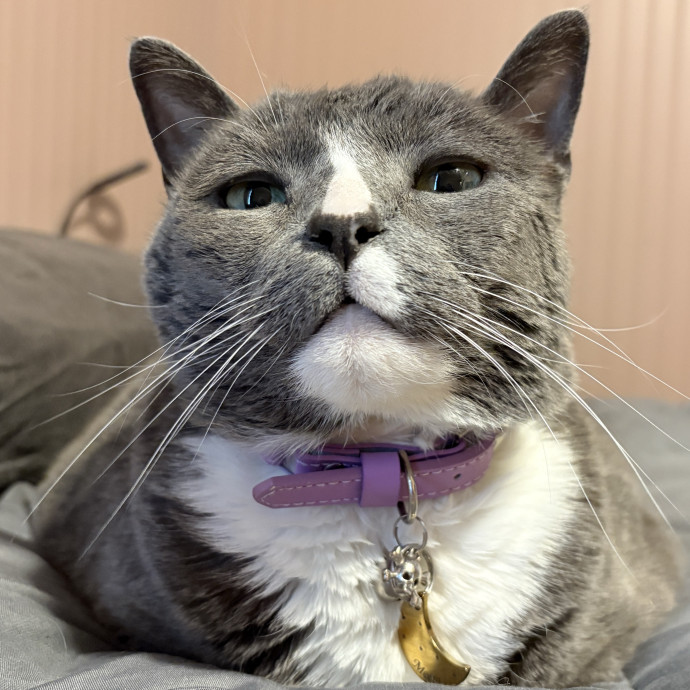 Your Cat's New Best Friend