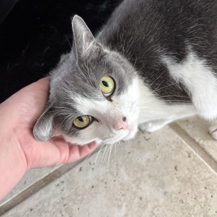 Your Cat's New Best Friend