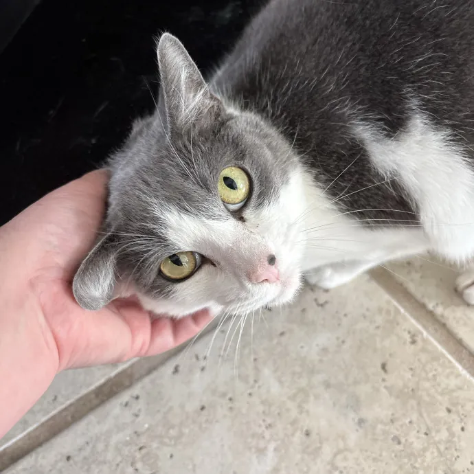 Your Cat's New Best Friend