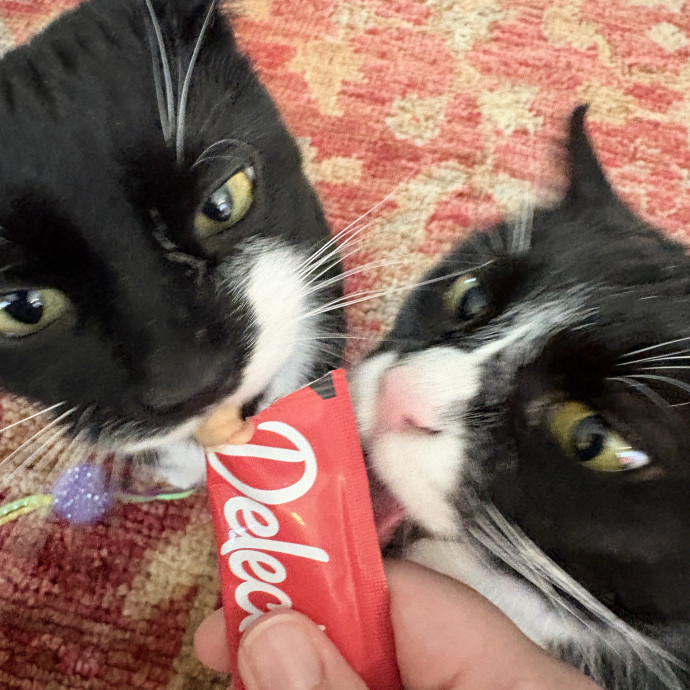Your Cat's New Best Friend