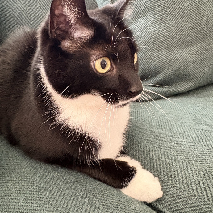 Your Cat's New Best Friend
