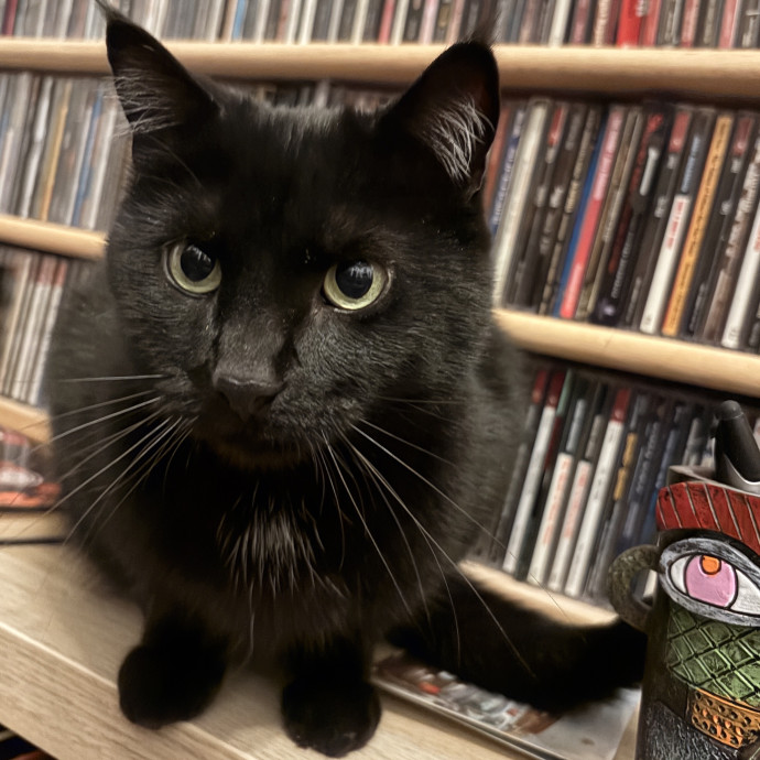 Your Cat's New Best Friend