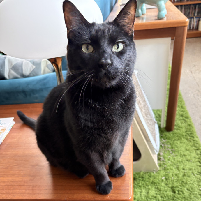 Your Cat's New Best Friend
