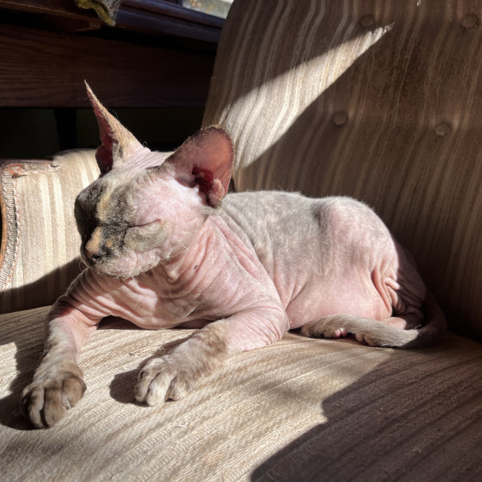 Your Cat's New Best Friend