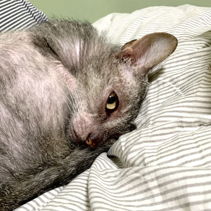 Your Cat's New Best Friend