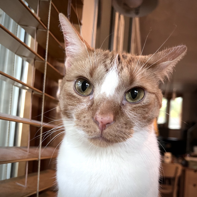 Your Cat's New Best Friend