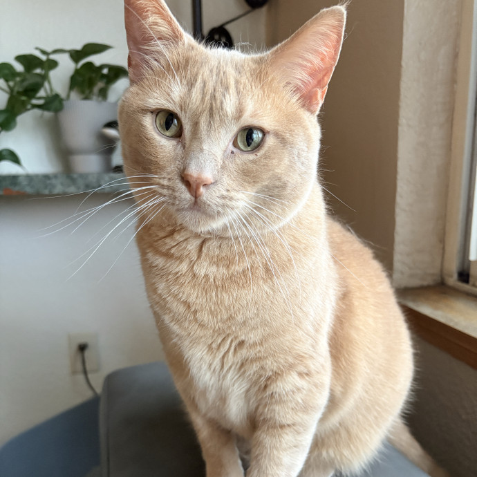 Your Cat's New Best Friend