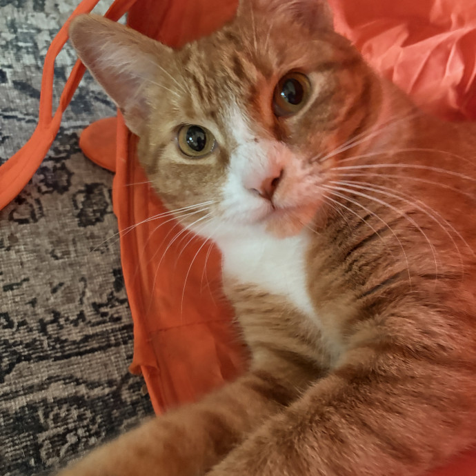 Your Cat's New Best Friend