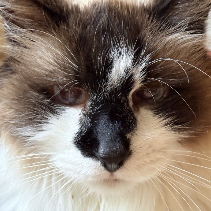 Your Cat's New Best Friend