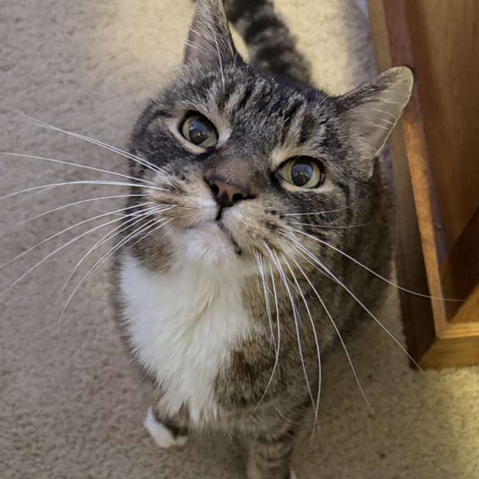 Your Cat's New Best Friend