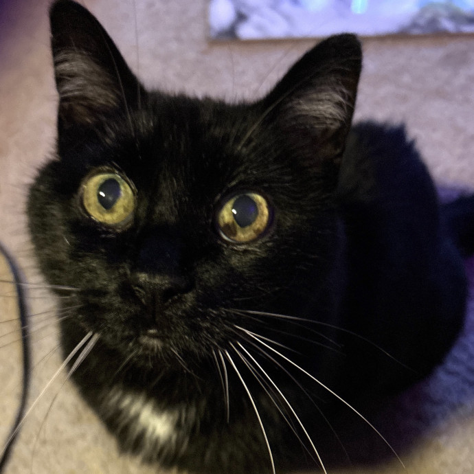 Your Cat's New Best Friend