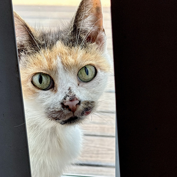 Your Cat's New Best Friend