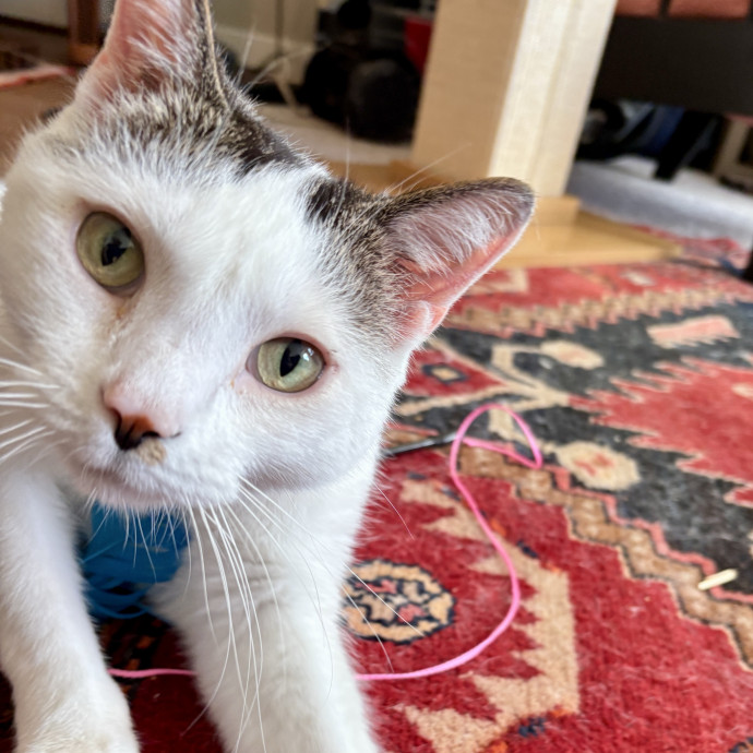 Your Cat's New Best Friend