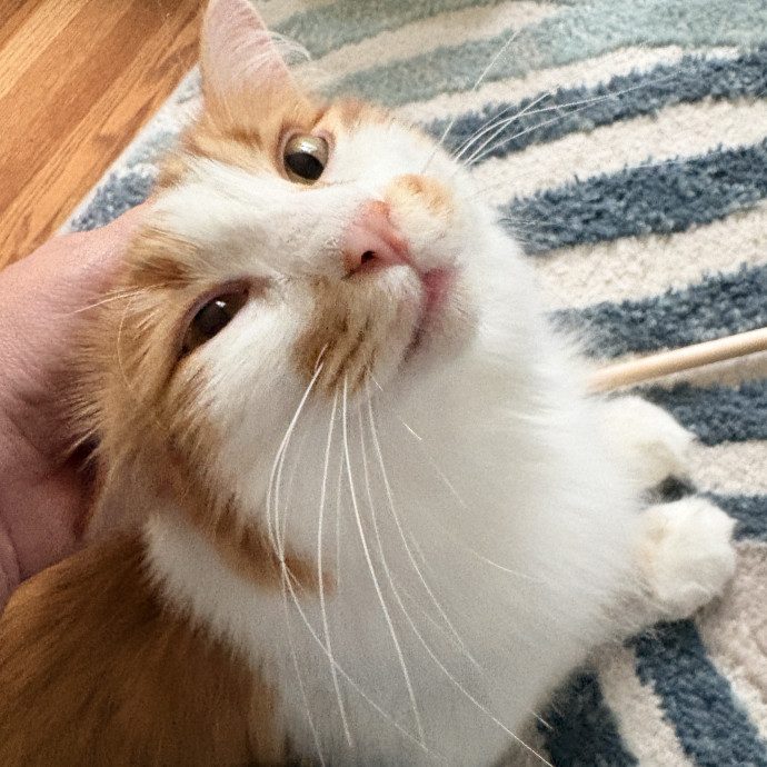 Your Cat's New Best Friend